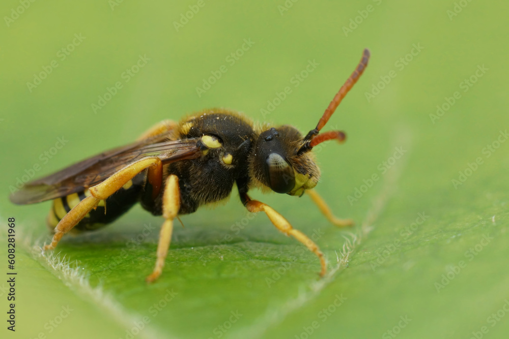 Closeup on a rare six-banded Nomad solitary cuckoo bee, Nomada sexfasciata a parasite on longhorn bees, Eucera Closeup on a rare six-banded Nomad solitary cuckoo bee, Nomada sexfasciata a parasite on longhorn bees, Eucera