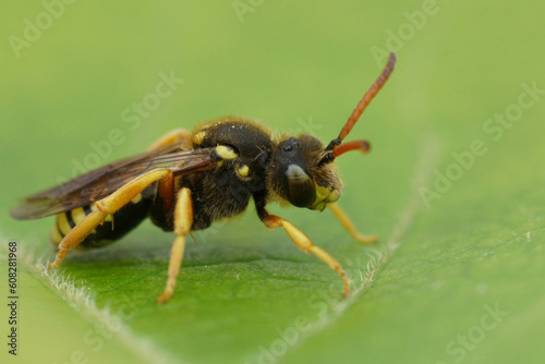 Closeup on a rare six-banded Nomad solitary cuckoo bee, Nomada sexfasciata a parasite on longhorn bees, Eucera