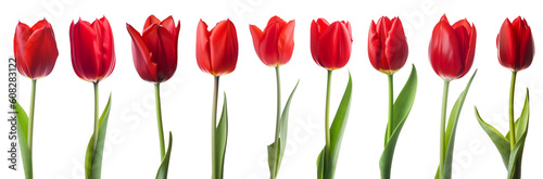 set illustrations of isolated red colored ltulip flowers. Created with Generative AI	 #608283122