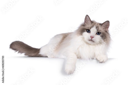 Pretty bicolor Ragdoll cat, laying down side ways on an edge. Looking at camera with dark blue eyes. Isolated on a white background.