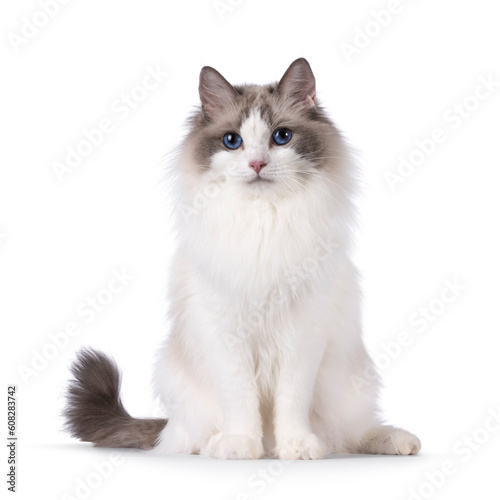 Foto Pretty bicolor Ragdoll cat, sitting up facing front