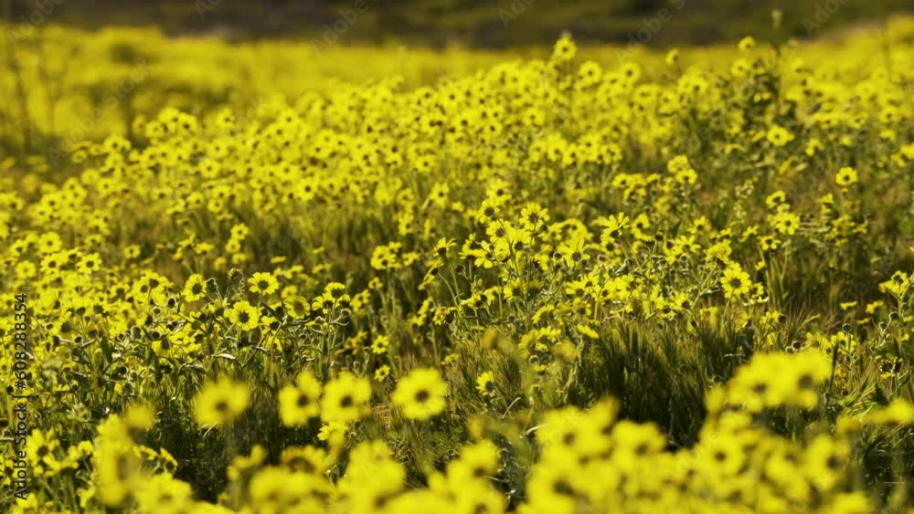 Cinematic gimbal shot of wild flower super bloom at Carrizo Plain in Southern California, USA Cinematic gimbal shot of wild flower super bloom at Carrizo Plain in Southern California, USA
