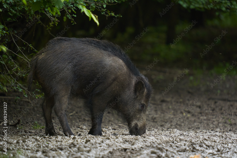 Young wild male hog in the forest Young wild male hog in the forest