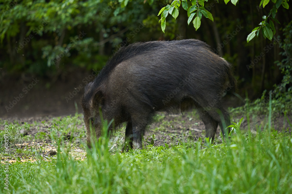 Young wild male hog in the forest Young wild male hog in the forest