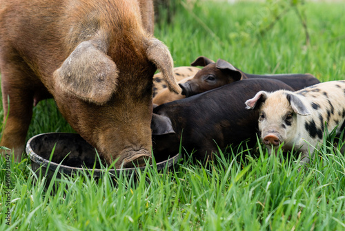 Mother pig eating slop with her baby piglets on a farm photo