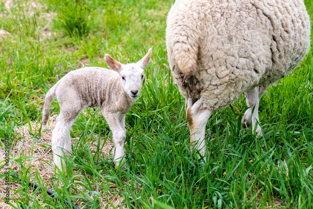 closeup of baby lamb with mother sheep closeup of baby lamb with mother sheep