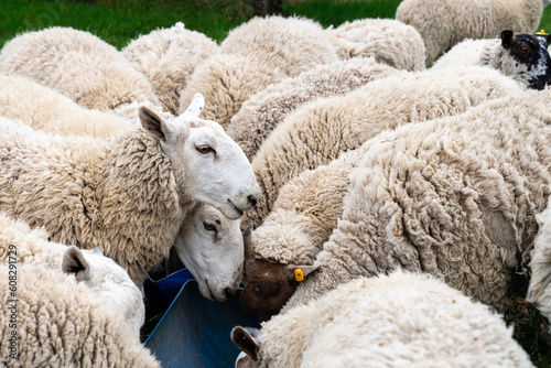 closeup of sheep together in a flock on a farm photo