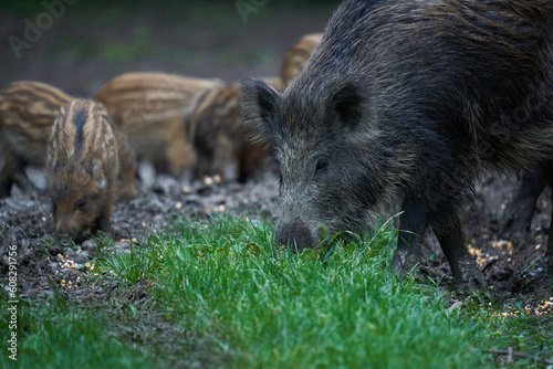 Herd of wild hogs in the forest © Xalanx