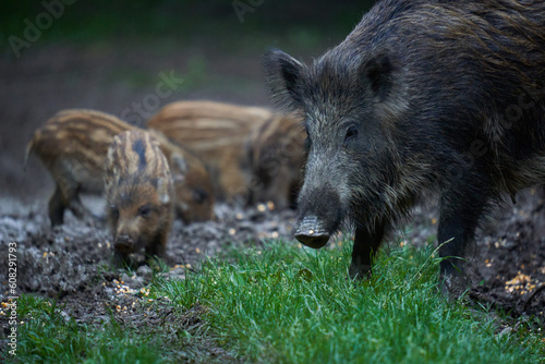 Herd of wild hogs in the forest