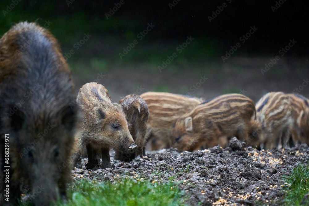 Herd of wild hogs in the forest Herd of wild hogs in the forest