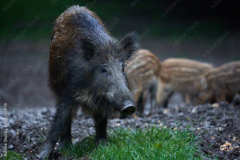 Herd of wild hogs in the forest Herd of wild hogs in the forest