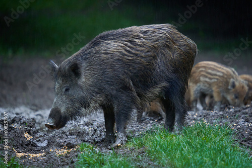 Herd of wild hogs in the forest
