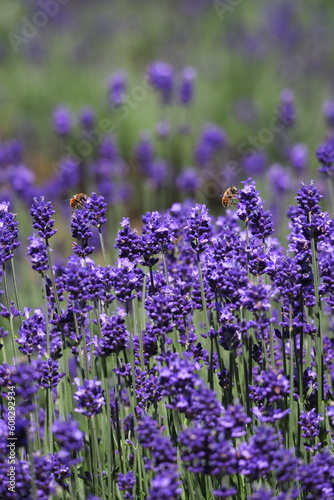 ラベンダー畑, Lavender