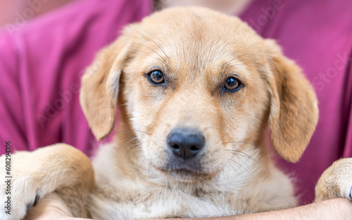 a closeup on a cute puppy looking at the camera