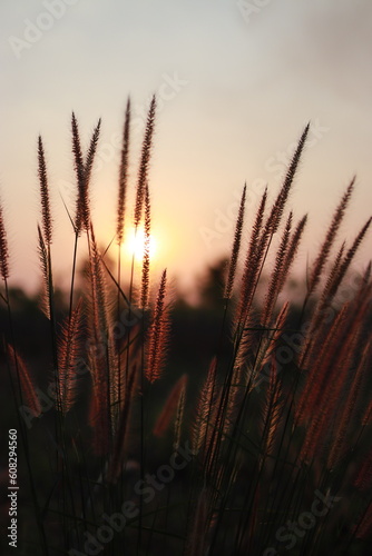 sunset in the field