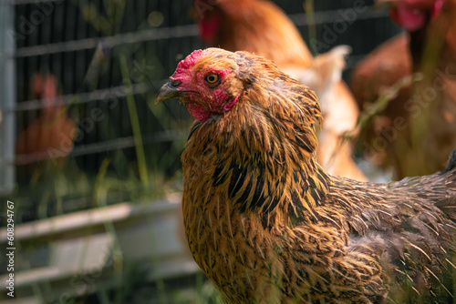 Young pullet Americana chicken in grass. Also known as easter egger chickens.