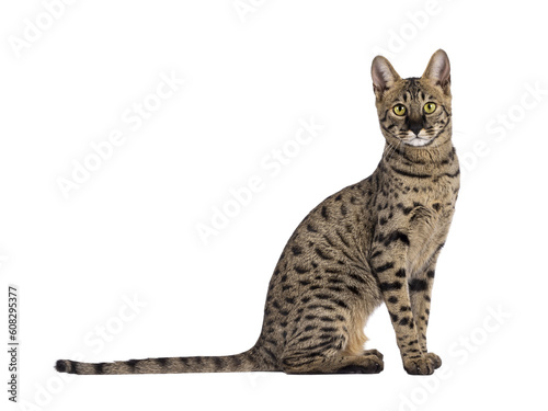 Obraz na plátně Savannah F4 cat with loads of serval resemblance, sitting up side ways