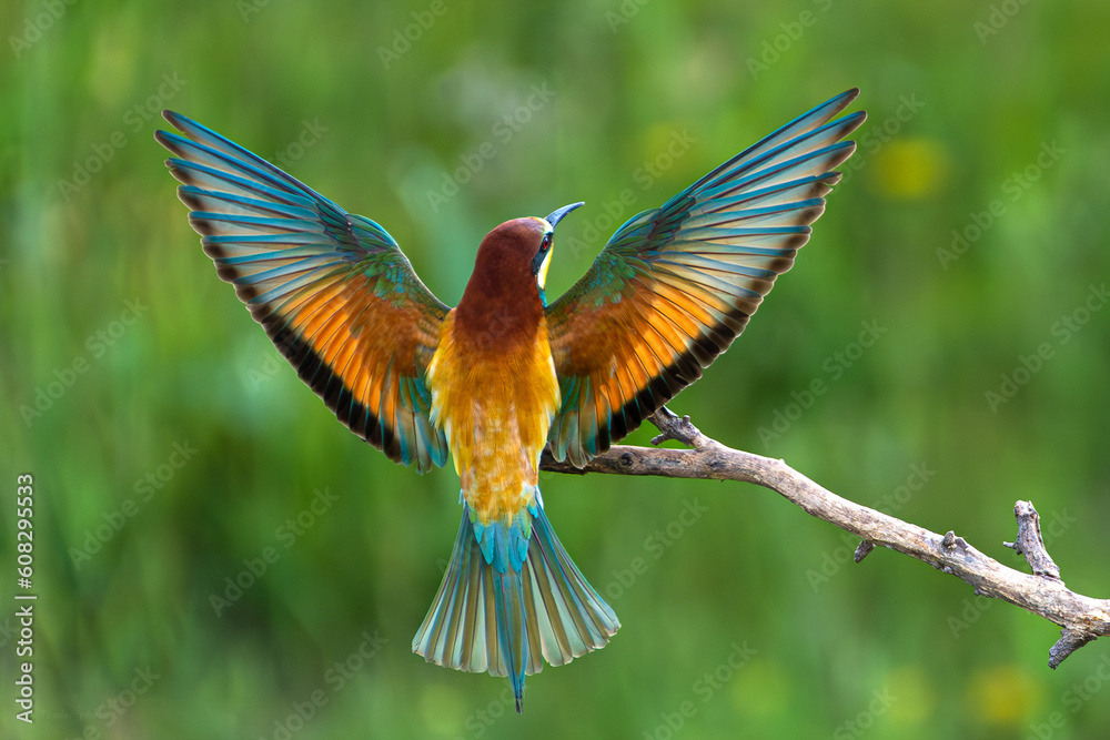 Fototapeta premium A Merops apiaster bird with open wings sitting on a branch