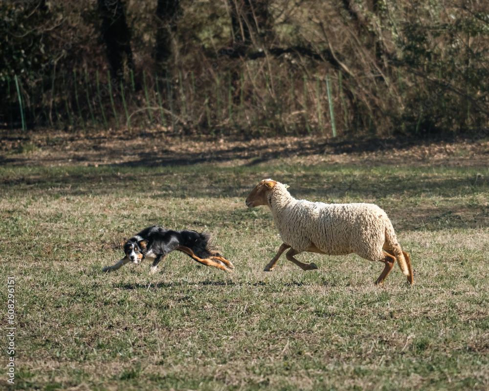Fototapeta premium chien de berger 