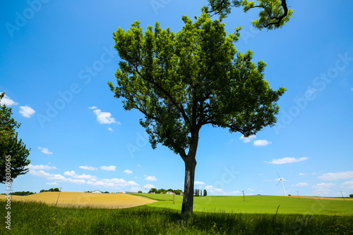 Fields with blue sky  clouds and trees in the Dachau hinterland  Bavaria  near Munich