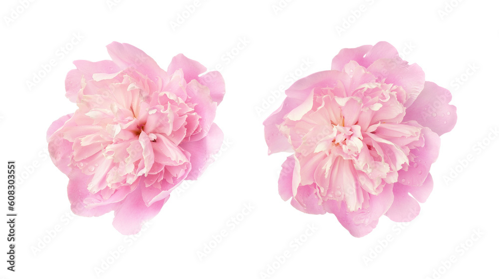 Set of pink peony flowers isolated on white or transparent background