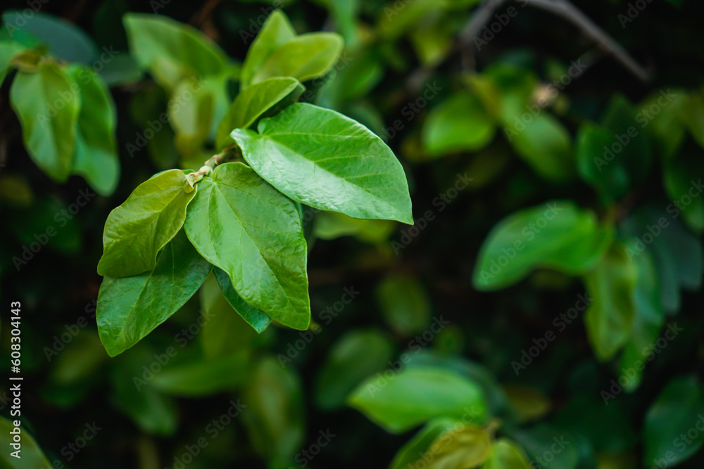 green leaves background. green leaves background.