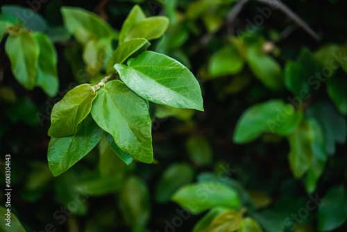 Wallpaper Mural green leaves background. Torontodigital.ca