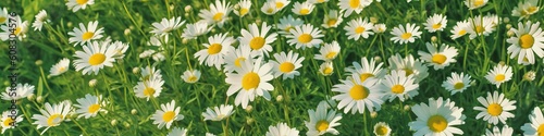 Field of daisies top view. Texture natural background of many flowers chamomile in meadow in grass