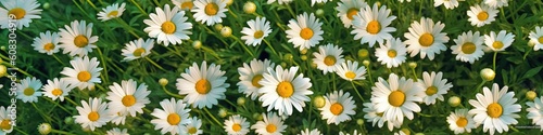 Field of daisies top view. Texture natural background of many flowers chamomile in meadow in grass