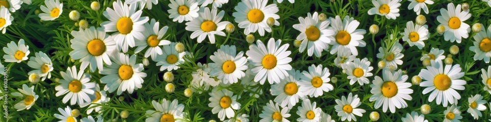 Fototapeta premium Field of daisies top view. Texture natural background of many flowers chamomile in meadow in grass