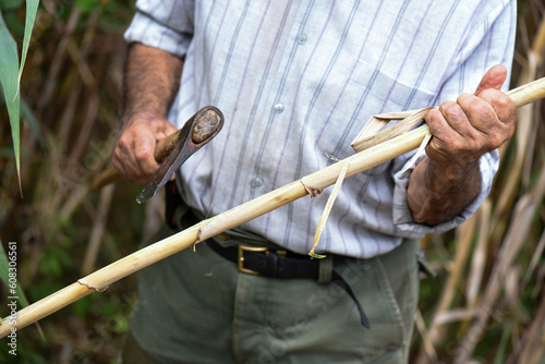 unrecognisable man with axe in hand cutting canes, camouflage trousers and striped shirt, preparing canes for the tomato plants. Mystery image for halloween