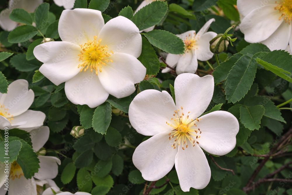 Obraz premium White dog-rose flowers close up