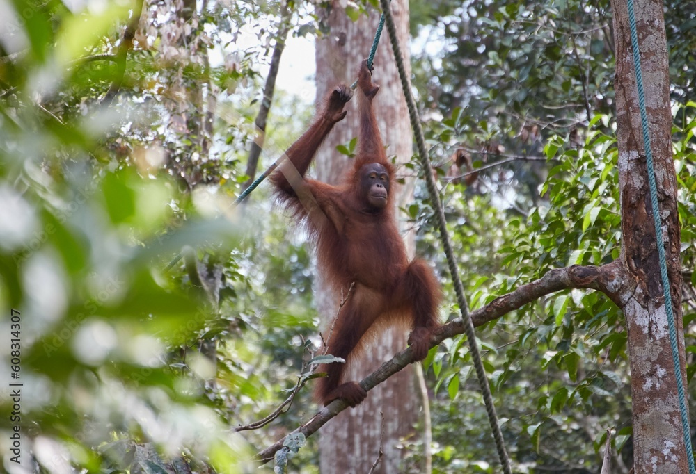 Naklejka premium The Semenggoh Nature Reserve outside of Kuching, Malaysia, is one of the best places to see wild orangutans