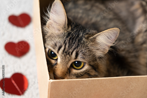 Cat's Valentine's Day, a curious cat peeking out of a cardboard box on Valentine's Day.