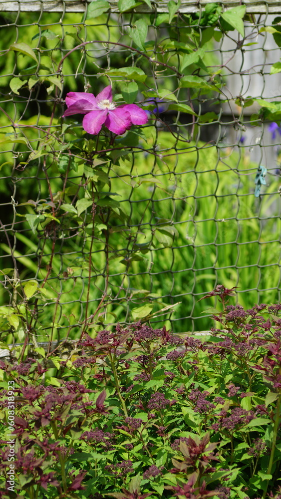 Pink Clematis Pink Clematis