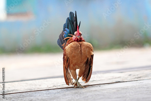 Malaysian serama rooster in the ground