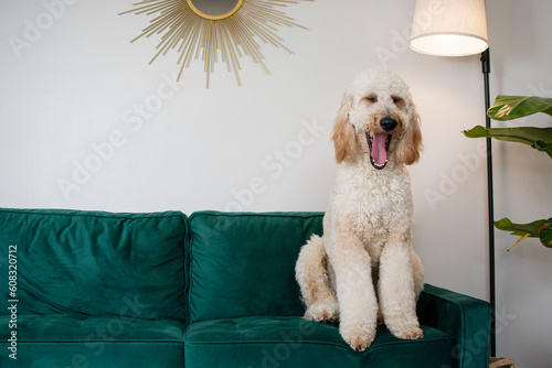 Gorgeous huge dog Goldendoodle sitting on a green couch and yawning. Yawning dog