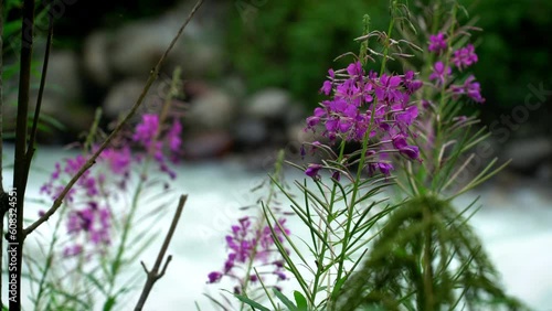 Pink flowers near rushing mountain stream in Switzerland