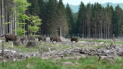 wild living European wood Bison, also Wisent or Bison Bonasus, is a large land mammal and was almost extinct in Europe, but now reintroduced to the Roothaarsteig mountains in Sauerland Germany and roa photo