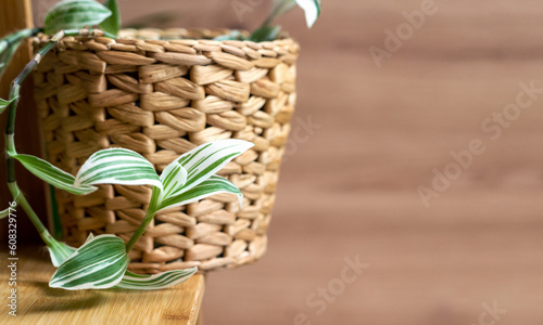 Background of home plant tradescantia in pot made from water hyacinth. photo