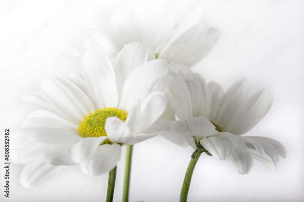 Fototapeta premium beautiful and delicate chamomile in a watercolor style