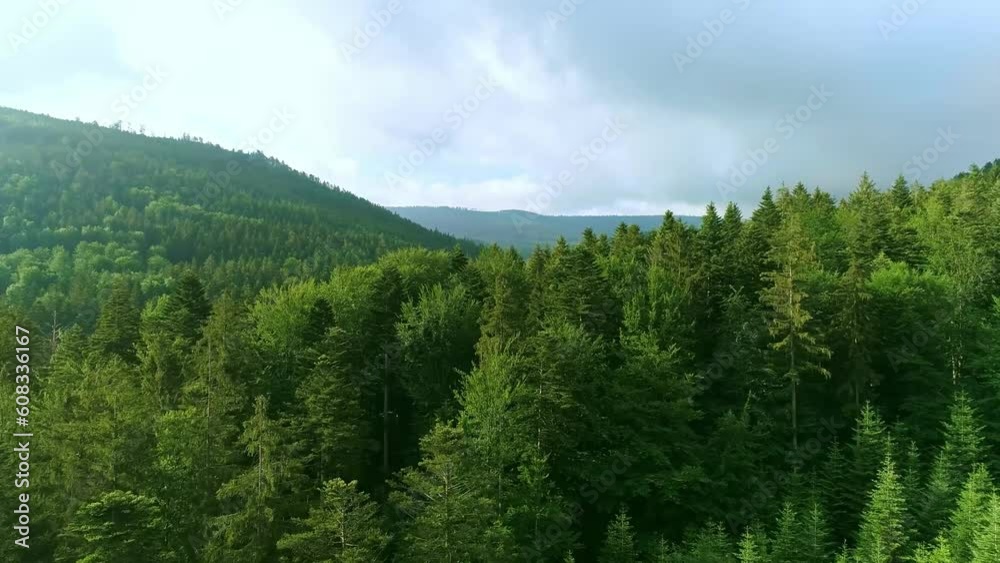 green forest in the mountains green forest in the mountains