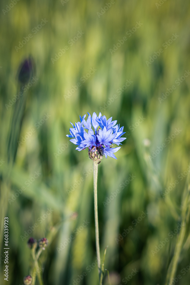 flower in the field. cornflower flower on a green background. cornflowers in a wheat field flower in the field. cornflower flower on a green background. cornflowers in a wheat field