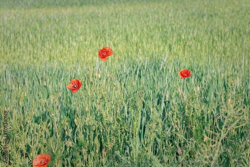 red poppies on the background of a wheat field. poppies in the field poppies in a wheat field. Wildflowers