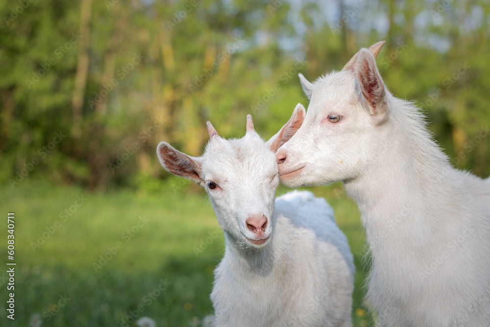 white goat on green meadow. a pair of baby goats on a farm. a pair of white goats on green grass