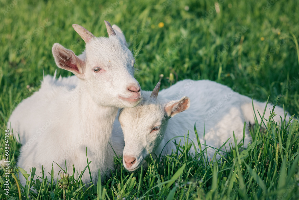 Obraz premium white goat on green meadow. a pair of baby goats on a farm. a pair of white goats on green grass