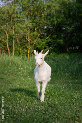 goat on the meadow. goat on green grass. goat on the farm. portrait of a goat