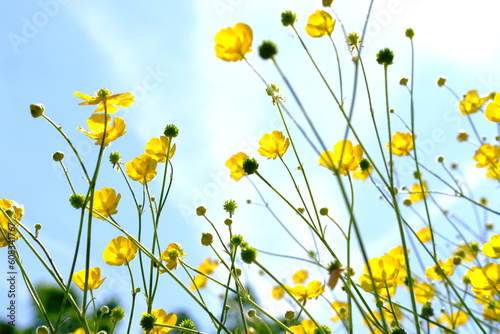yellow flowers on blue sky background