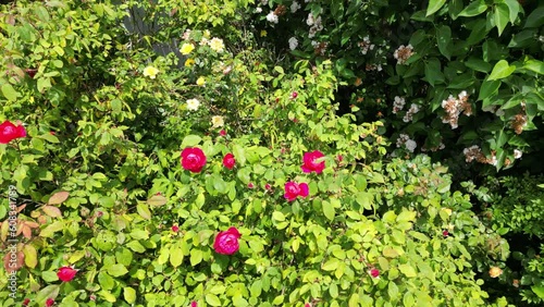 Close up of red roses flower plants amazing nature scape chill out therapy exploration summer times relaxing big size high quality botanical footage dji 3 mini pro