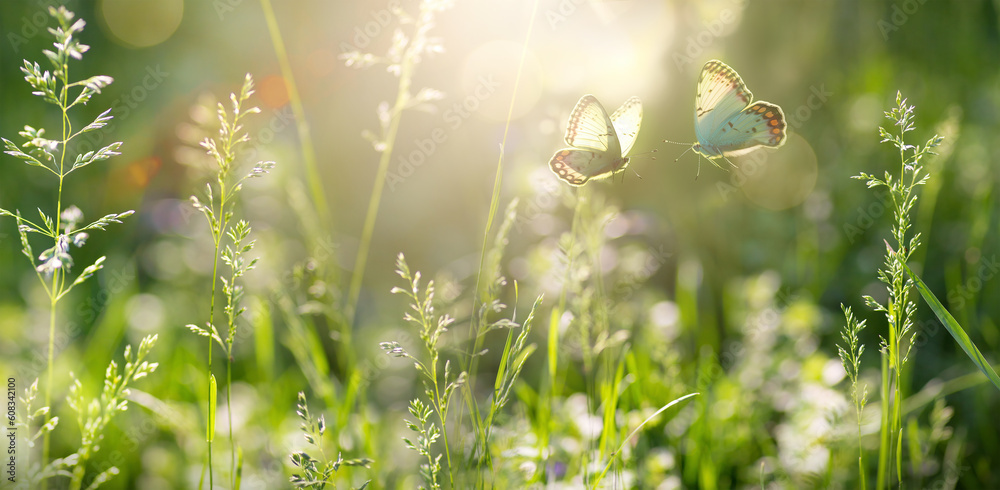 summer forest glade with flowering grass and butterflies on a sunny day; - obrazy, fototapety, plakaty 